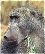[ image: Baboons: Less expensive to rear than chimps]